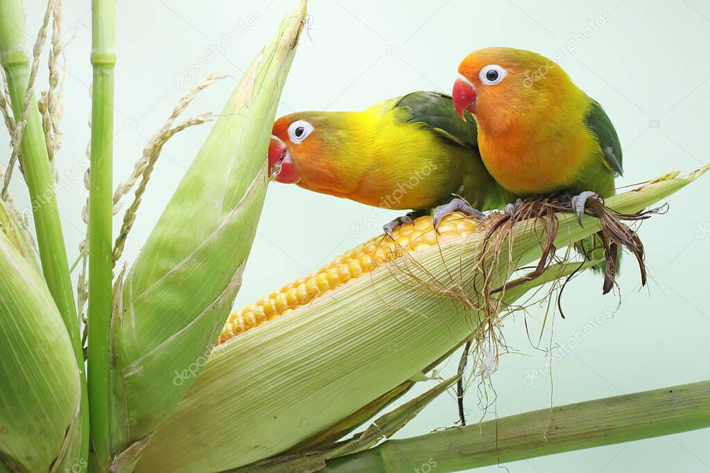 A pair of lovebirds are perched on a corn kernel that is ready to be harvested. This bird which is used as a symbol of true love has the scientific name Agapornis fischeri.