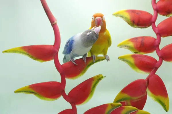Par Pombinhos Estão Empoleirados Flores Banana Selvagens Este Pássaro Que — Fotografia de Stock