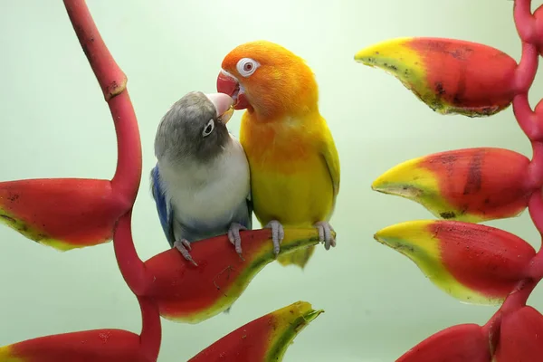 Bir Çift Aşk Kuşu Yabani Muz Çiçeklerine Tünemiş Gerçek Aşkın — Stok fotoğraf