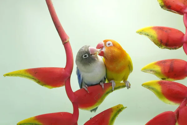 Bir Çift Aşk Kuşu Yabani Muz Çiçeklerine Tünemiş Gerçek Aşkın — Stok fotoğraf
