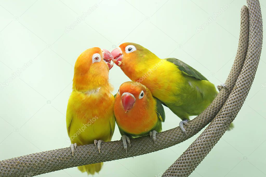 Three lovebirds are perched on the weft of the anthurium. This bird which is used as a symbol of true love has the scientific name Agapornis fischeri.