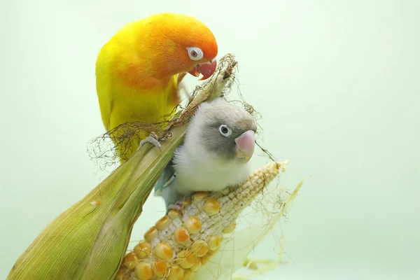 一对爱情鸟栖息在准备收割的玉米粒上 这只鸟被用作真爱的象征 它的学名是 Agapornis Fischeri — 图库照片