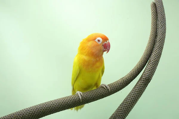 Ptaszek Gołąbek Siedzi Wątku Anthurium Ten Ptak Który Jest Używany — Zdjęcie stockowe