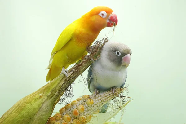 一对爱情鸟栖息在准备收割的玉米粒上 这只鸟被用作真爱的象征 它的学名是 Agapornis Fischeri — 图库照片