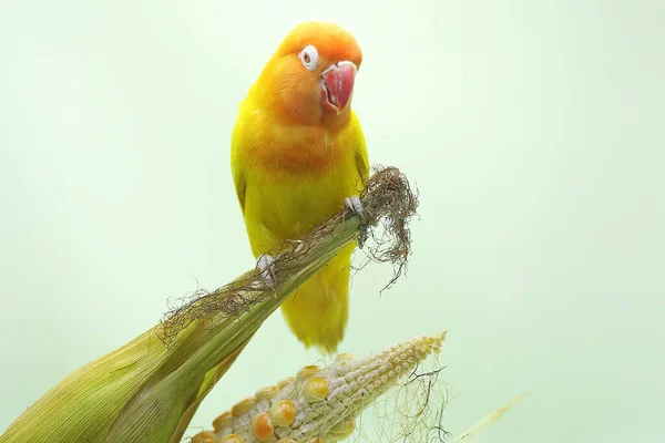 爱情鸟栖息在准备收割的玉米粒上 这只鸟被用作真爱的象征 它的学名是 Agapornis Fischeri — 图库照片