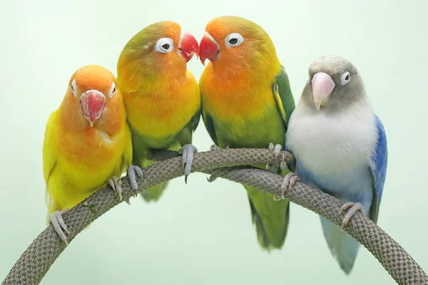 Four Lovebirds Perched Weft Anthurium Bird Which Used Symbol True — Stock Photo, Image