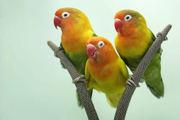 Três Pombinhos Estão Empoleirados Trama Antúrio Este Pássaro Que Usado — Fotografia de Stock