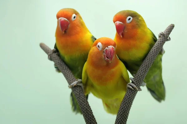 Três Pombinhos Estão Empoleirados Trama Antúrio Este Pássaro Que Usado — Fotografia de Stock