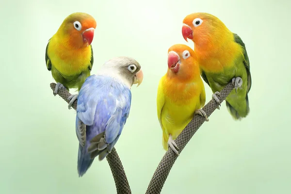 Quatro Pombinhos Estão Empoleirados Trama Antúrio Este Pássaro Que Usado — Fotografia de Stock