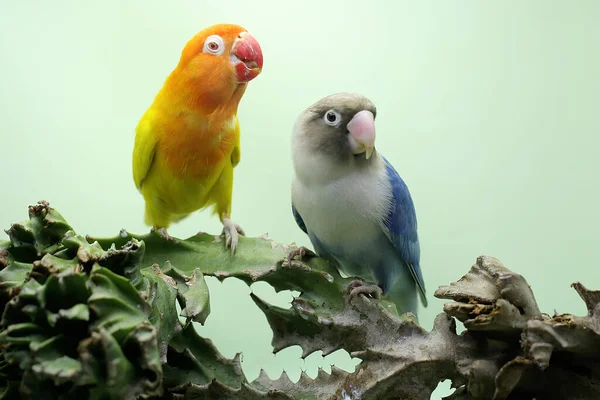 两只爱情鸟栖息在一棵仙人掌树上 这只鸟被用作真爱的象征 它的学名是 Agapornis Fischeri — 图库照片