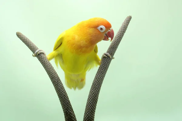 Pombo Amor Está Empoleirado Trama Antúrio Este Pássaro Que Usado — Fotografia de Stock