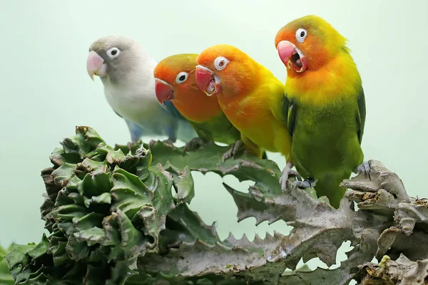 Vier Tortelduifjes Zitten Een Cactusboom Deze Vogel Die Wordt Gebruikt — Stockfoto