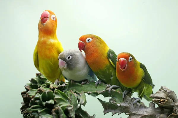 四只爱情鸟栖息在一棵仙人掌树上 这只鸟被用作真爱的象征 它的学名是 Agapornis Fischeri — 图库照片
