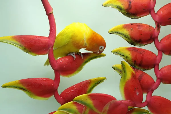 Bir Aşk Kuşu Yabani Muz Çiçeklerinin Üzerine Tünemiştir Gerçek Aşkın — Stok fotoğraf