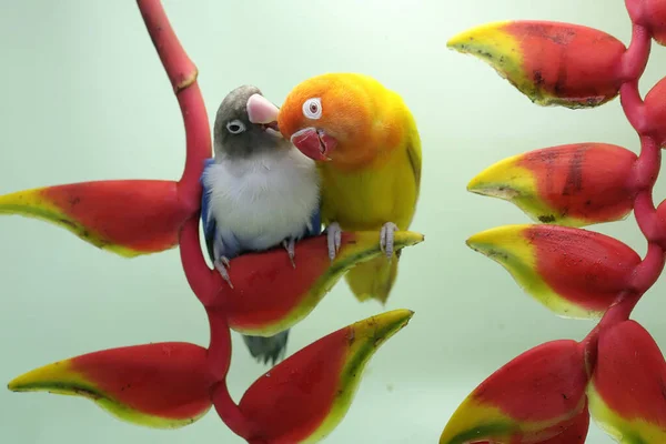 一对爱情鸟栖息在野生香蕉花上 这只鸟被用作真爱的象征 它的学名是 Agapornis Fischeri — 图库照片