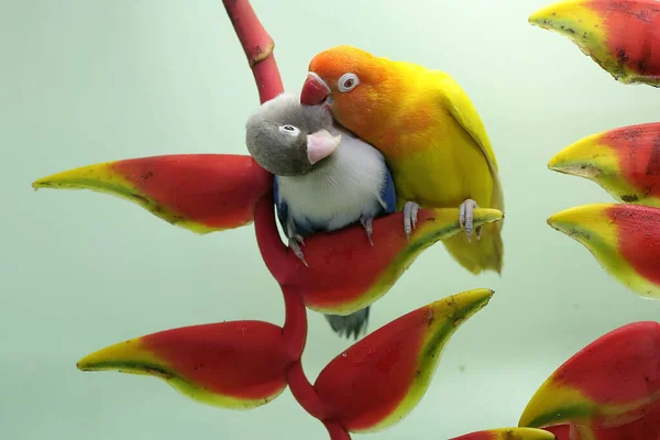 Pár Hrdlořezů Sedí Divokých Banánových Květinách Tento Pták Který Používá — Stock fotografie