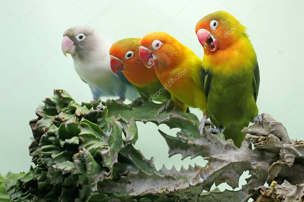 Four lovebirds are perched on a cactus tree. This bird which is used as a symbol of true love has the scientific name Agapornis fischeri.