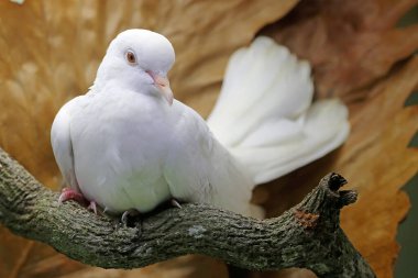 Beyaz yakalı bir güvercin kuru bir ağaç dalına tünemişti. Bu kuşun bilimsel adı Streptopelia bitorquata.