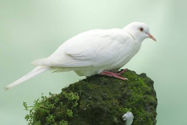 Beyaz yakalı güvercin yosun kaplı bir kayanın üzerinde yiyecek arıyor. Bu kuşun bilimsel adı Streptopelia bitorquata.