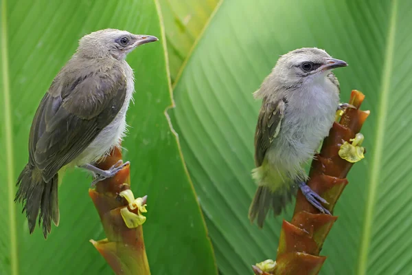 Två Gula Glödlampor Jagar Insekter Vild Bananblomma Denna Fågel Har — Stockfoto