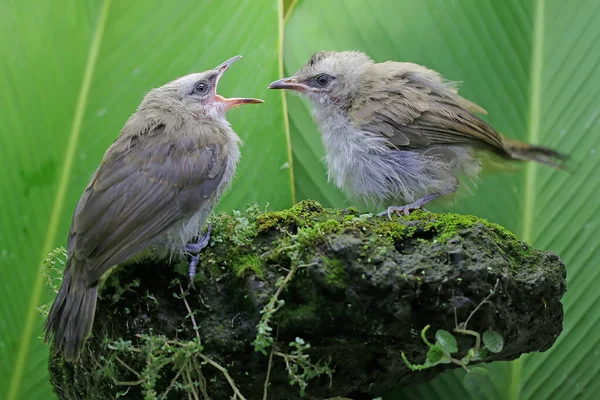 Dua Bulbul Berbisa Kuning Mencari Makan Batu Berlumut Burung Ini — Stok Foto