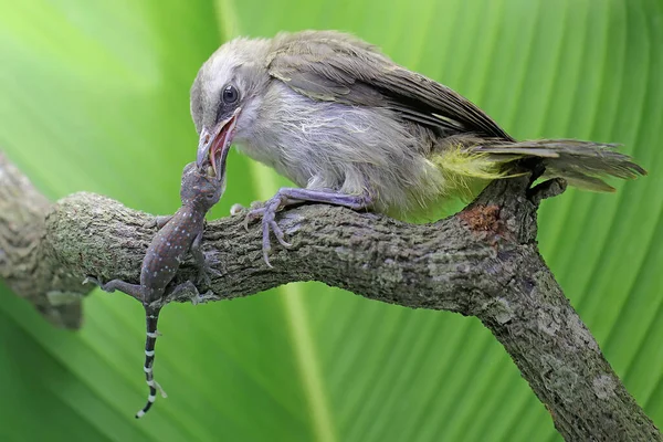 Żółty Wywietrznik Żeruje Małym Gekosie Ten Ptak Naukowe Imię Pycnonotus — Zdjęcie stockowe