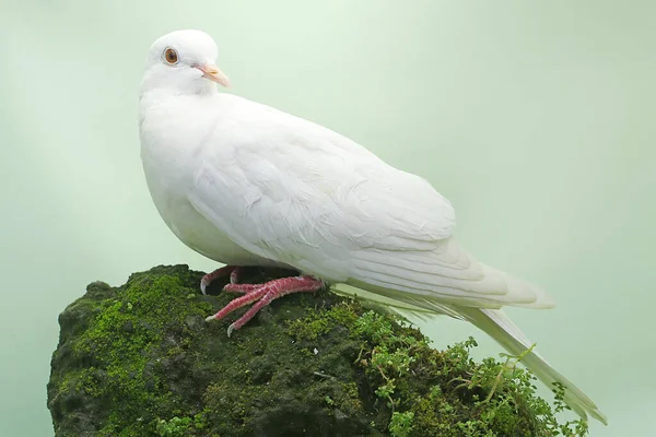White Collared Dove Foraging Moss Covered Rock Bird Has Scientific — Stock Photo, Image