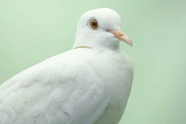 Une Colombe Collier Blanc Était Perchée Sur Une Branche Sèche — Photo