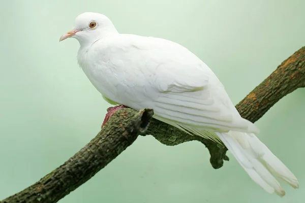 White Collared Dove Perched Dry Tree Branch Bird Has Scientific — Stock Photo, Image