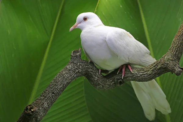 乾いた木の枝に白い色付きの鳩が挟まっていました 学名はStreptoperia Bitorquata — ストック写真