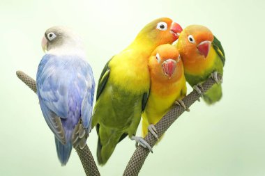 Four lovebirds are perched on the weft of the anthurium flower. This bird which is used as a symbol of true love has the scientific name Agapornis fischeri. clipart