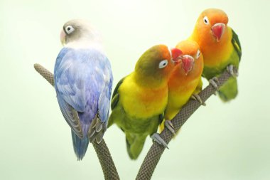 Dört muhabbet kuşu anturyum çiçeğinin üzerine tünemiş. Gerçek aşkın sembolü olarak kullanılan bu kuşun bilimsel adı Agapornis fischeri..