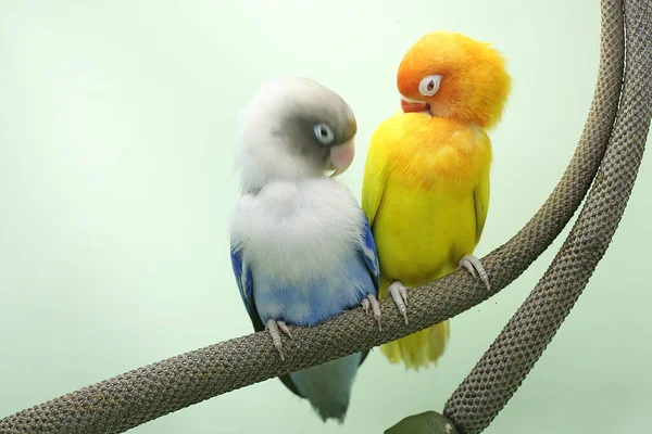 Пара Голубих Пташок Сидить Гілці Квітки Антуріуму Цей Птах Який — стокове фото