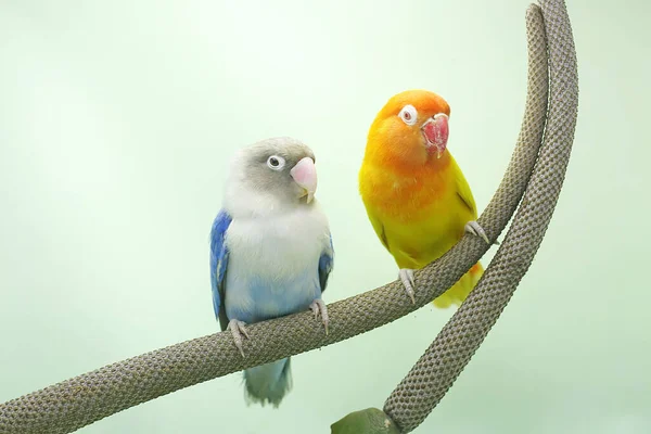 Bir Çift Muhabbet Kuşu Anturyum Çiçeğinin Üzerine Tünemiş Gerçek Aşkın — Stok fotoğraf