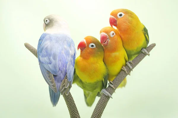 Four Lovebirds Perched Weft Anthurium Flower Bird Which Used Symbol — Stock Photo, Image