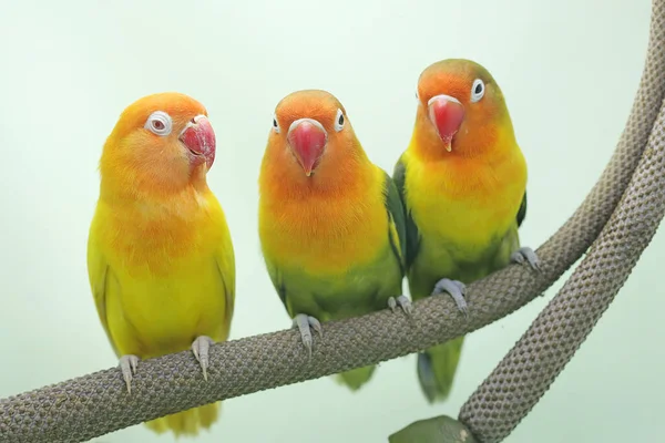 Três Pombinhos Estão Empoleirados Trama Flor Antúrio Este Pássaro Que — Fotografia de Stock