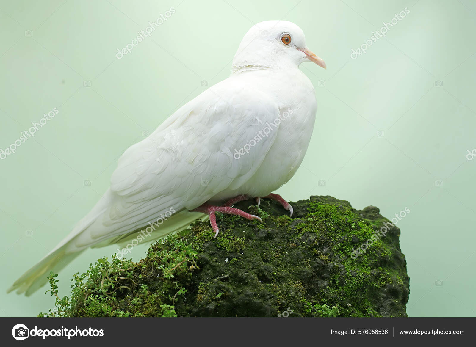 Two Young Muscovy Ducks Resting on a Rock Overgrown with Moss. Stock Image  - Image of moschata, animal: 270015879, image size:1600x1167