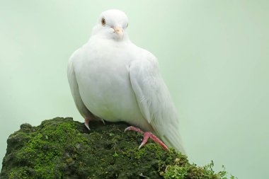 Beyaz yakalı güvercin yosun kaplı bir kayanın üzerinde yiyecek arıyor. Bu kuşun bilimsel adı Streptopelia bitorquata.