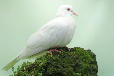 Beyaz yakalı güvercin yosun kaplı bir kayanın üzerinde yiyecek arıyor. Bu kuşun bilimsel adı Streptopelia bitorquata.