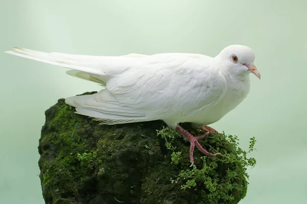White Collared Dove Foraging Moss Covered Rock Bird Has Scientific — Stock Photo, Image