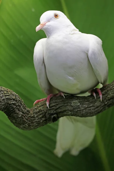White Collared Dove Perched Dry Tree Branch Bird Has Scientific — Stock Photo, Image