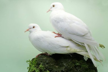 Bir çift beyaz Sunda yakalı güvercin yosunla kaplı bir kayanın üzerinde yiyecek arıyor. Bu kuşun bilimsel adı Streptopelia bitorquata.