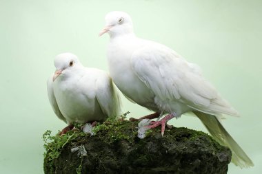 Bir çift beyaz Sunda yakalı güvercin yosunla kaplı bir kayanın üzerinde yiyecek arıyor. Bu kuşun bilimsel adı Streptopelia bitorquata.