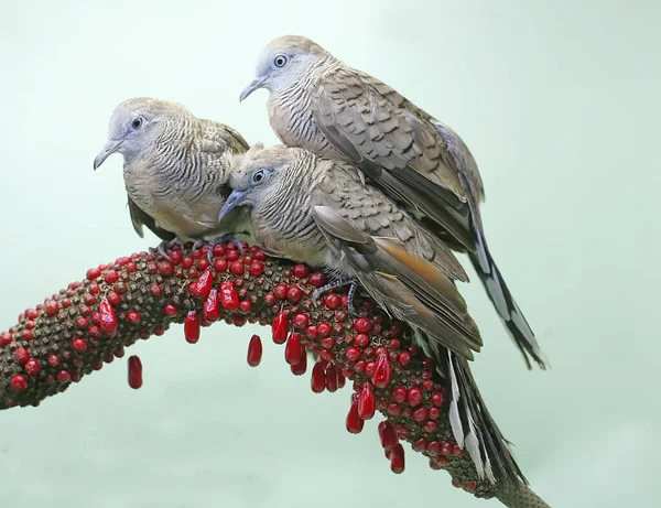 Two Small Turtledoves Were Resting Dry Tree Trunk Bird Has — Stock Photo, Image
