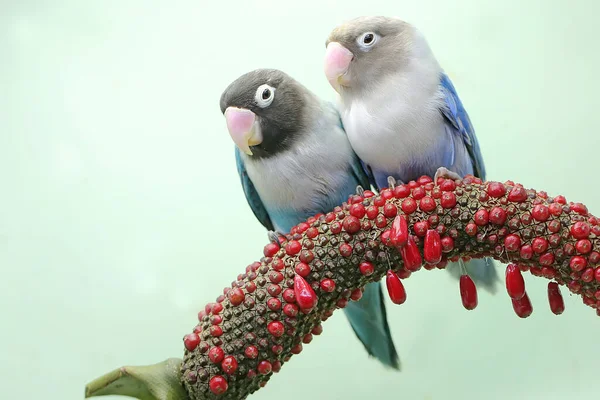 Пара Голубих Пташок Сидить Гілці Квітки Антуріуму Світло Зеленому Тлі — стокове фото
