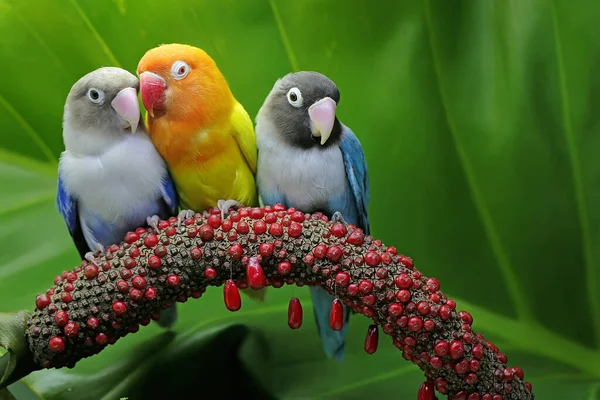 Três Pombinhos Estão Empoleirados Trama Flor Antúrio Fundo Folha Verde — Fotografia de Stock