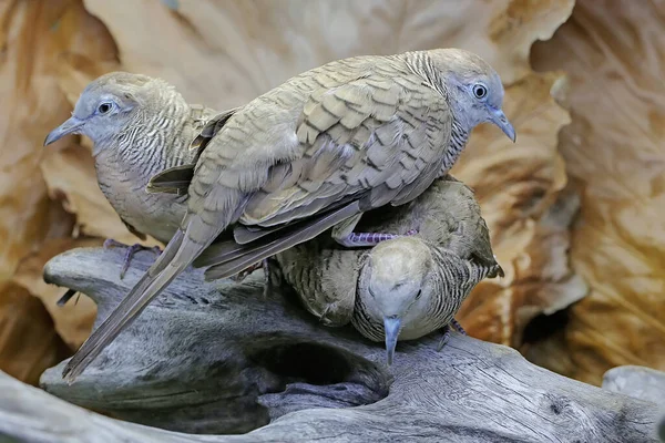 Three Small Turtledoves Were Resting Dry Tree Trunk Bird Has — Stock Photo, Image