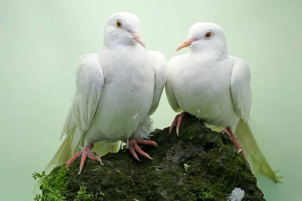 Une Paire Colombes Collier Blanc Sunda Fourrage Sur Une Roche — Photo