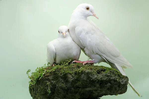 Pair White Sunda Collared Doves Forage Rock Overgrown Moss Bird — Stock Photo, Image