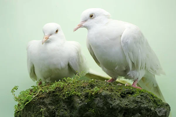 Une Paire Colombes Collier Blanc Sunda Fourrage Sur Une Roche — Photo